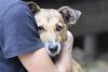 PRELEKCJA DOTYCZĄCA ADOPCJI ZWIERZĄT ZE SCHRONISKA
