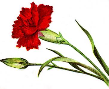 Z goździkiem lub inaczej